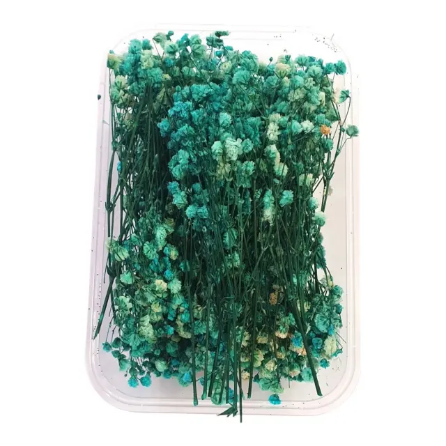 Αποξηραμένη γυψοφίλη, Τυρκουάζ, 15gr