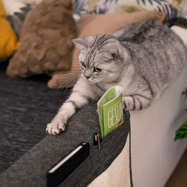 Προστατευτικό Καναπέ Cat Scratch με θήκες οργάνωσης Γκρι 120x40cm 2
