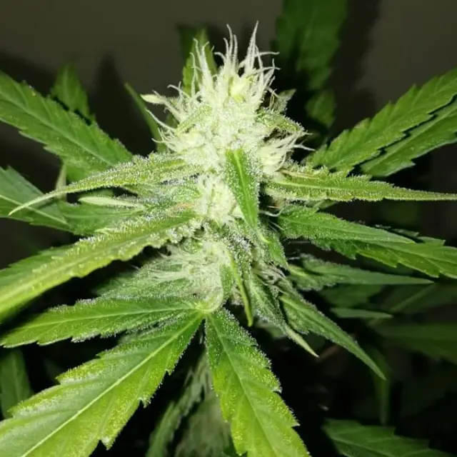 Sumo Seeds - Amnesia Ganja Haze Auto - 3 seeds 2