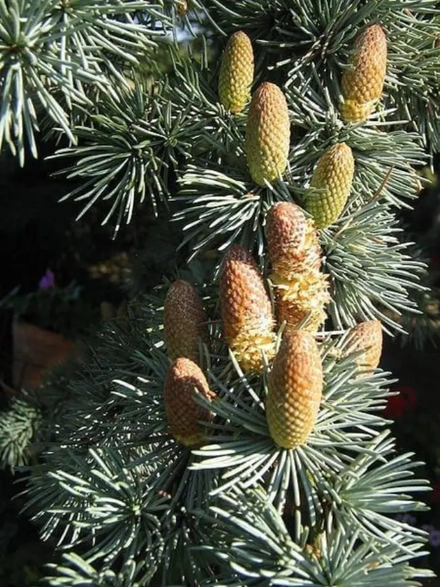 Rosveda Essential Oil Cedar 3