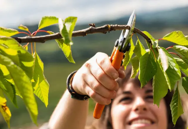 ΨΑΛΙΔΙ ΧΕΙΡΟΣ STIHL PG 25 3