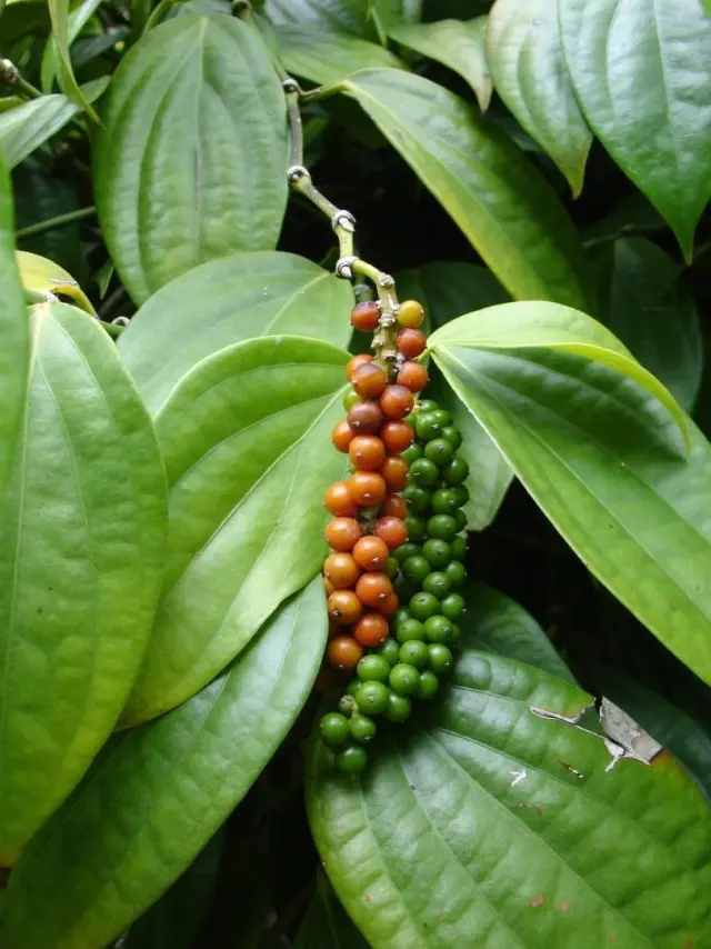 Rosveda Essential Oil Black Pepper 2