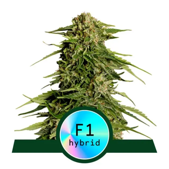 Royal Queen Seeds - Epsilon F1 - 3 seeds