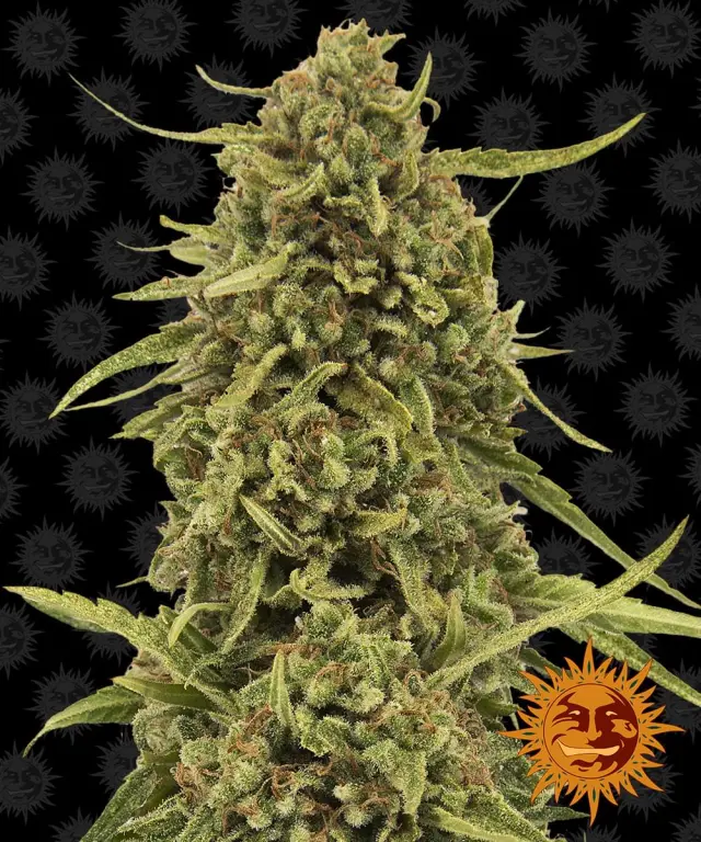 Barneys - White Widow XXL - 3 seeds