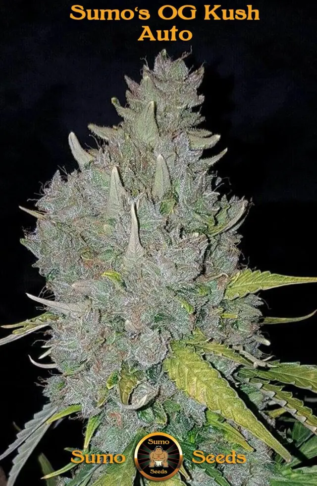 Sumo Seeds - Sumo s OG Kush - 3 seeds 2