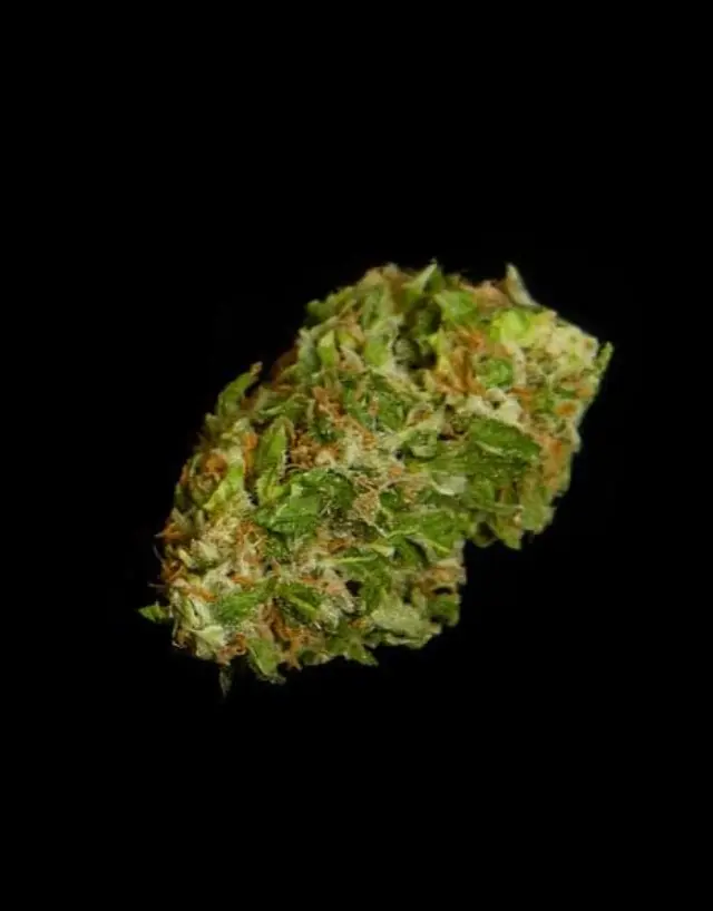 Royal Queen Seeds - Apollo F1 - 1 seed 3