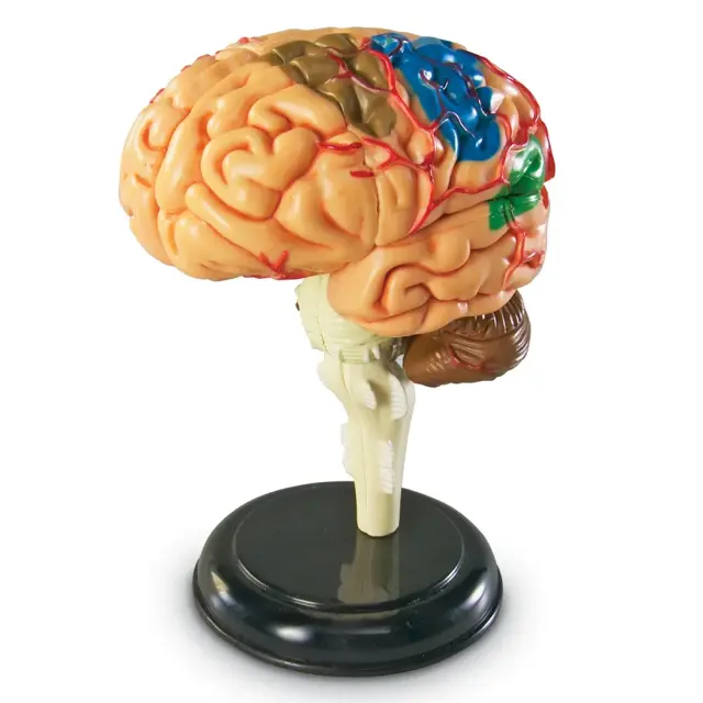 Learning Resources Εκπαιδευτικό Παιχνίδι Brain Anatomy Display Model για 8+ ετών LER 3335 - Μινιατούρα Ανατομίας Εγκεφάλου