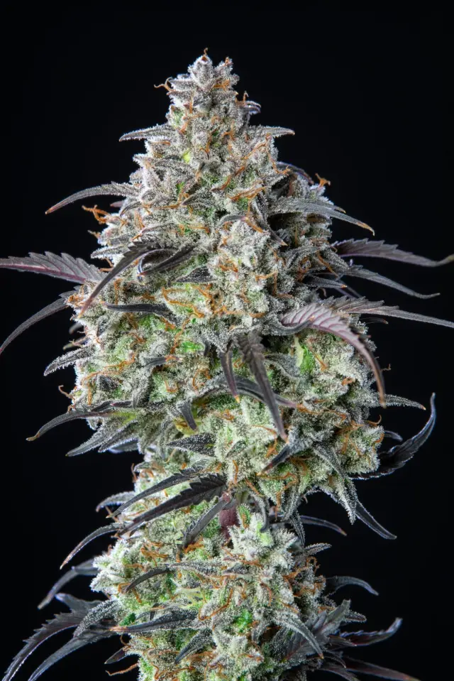 Royal Queen Seeds - Mimosa Auto - 1 seed
