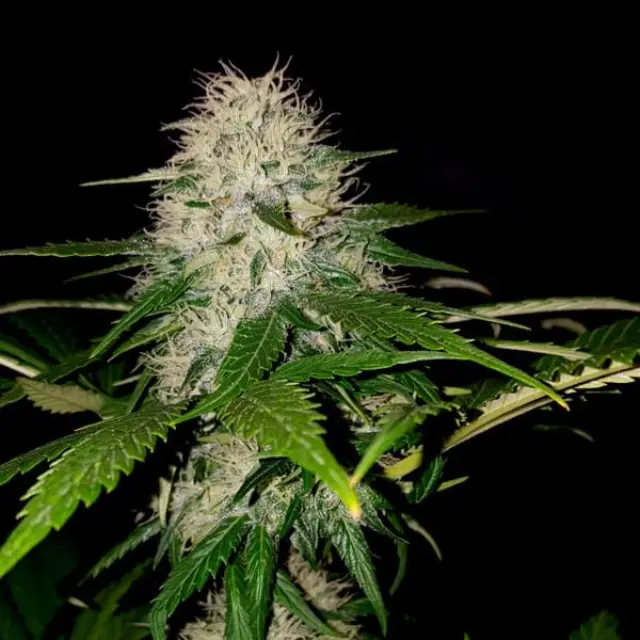 Sumo Seeds - Amnesia Ganja Haze - 3 seeds 2