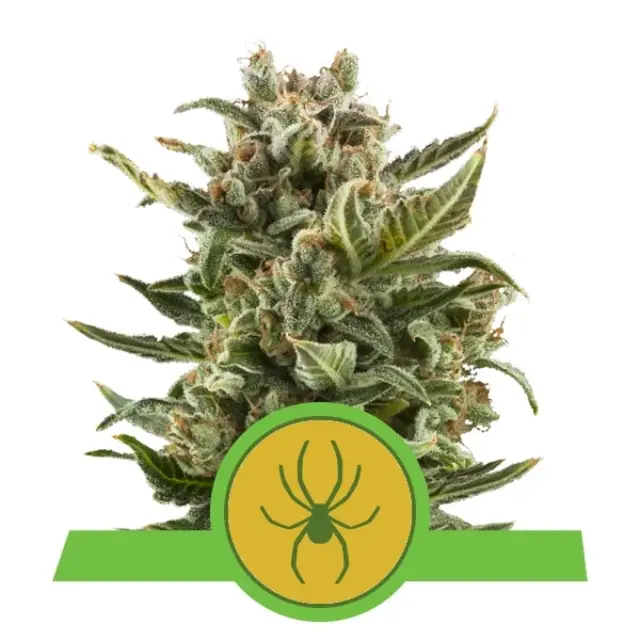 Royal Queen Seeds - White Widow Automatic - 1 seed