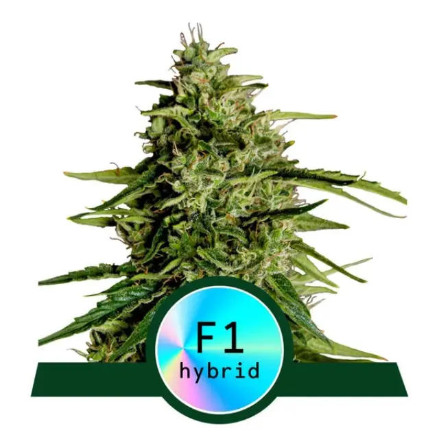 Royal Queen Seeds - Milky Way F1 - 3 seeds