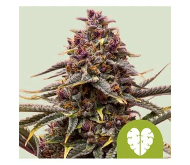 Royal Queen Seeds - Royal Runtz - 1 seeds