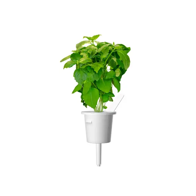 Click and Grow Συσκευασία Σπόρων με Χώμα, για Βασιλικό Κανέλλα – 3τμχ 3