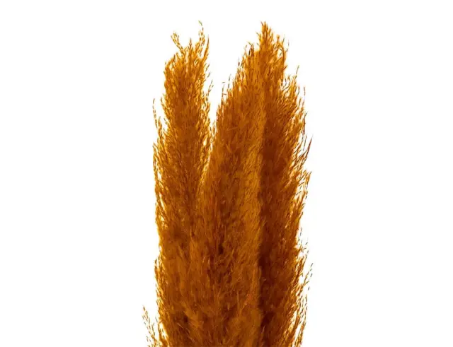 Διακοσμητικά κλαδιά Pampas Atmosphera - 109cm - 3 τεμάχια 179282C 3