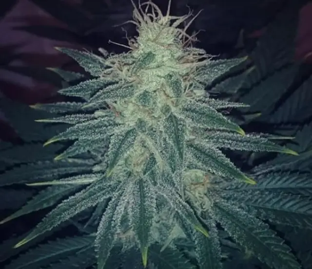Sumo Seeds - Thunderstruck - 3 seeds 2
